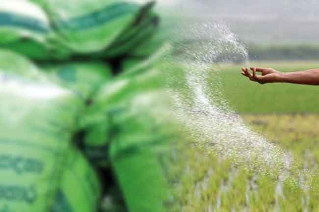 යල කන්නයේ පොහොර දෙන්න ගොවිජන සේවා මධ්‍යස්ථාන නිවාඩු දිනවලත් විවෘත කෙරේ.