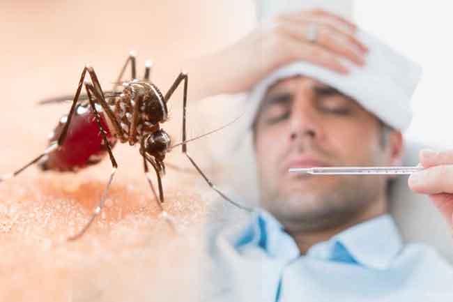 ඩෙංගු රෝගීන් ගණන 50,459ක් – මරණ 30ක්.
